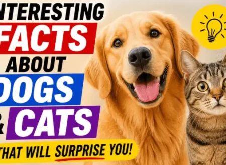 Dogs and Cats