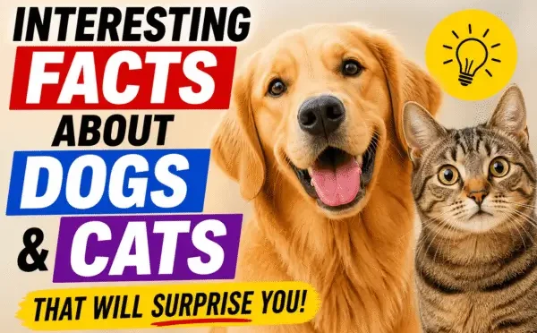 Dogs and Cats